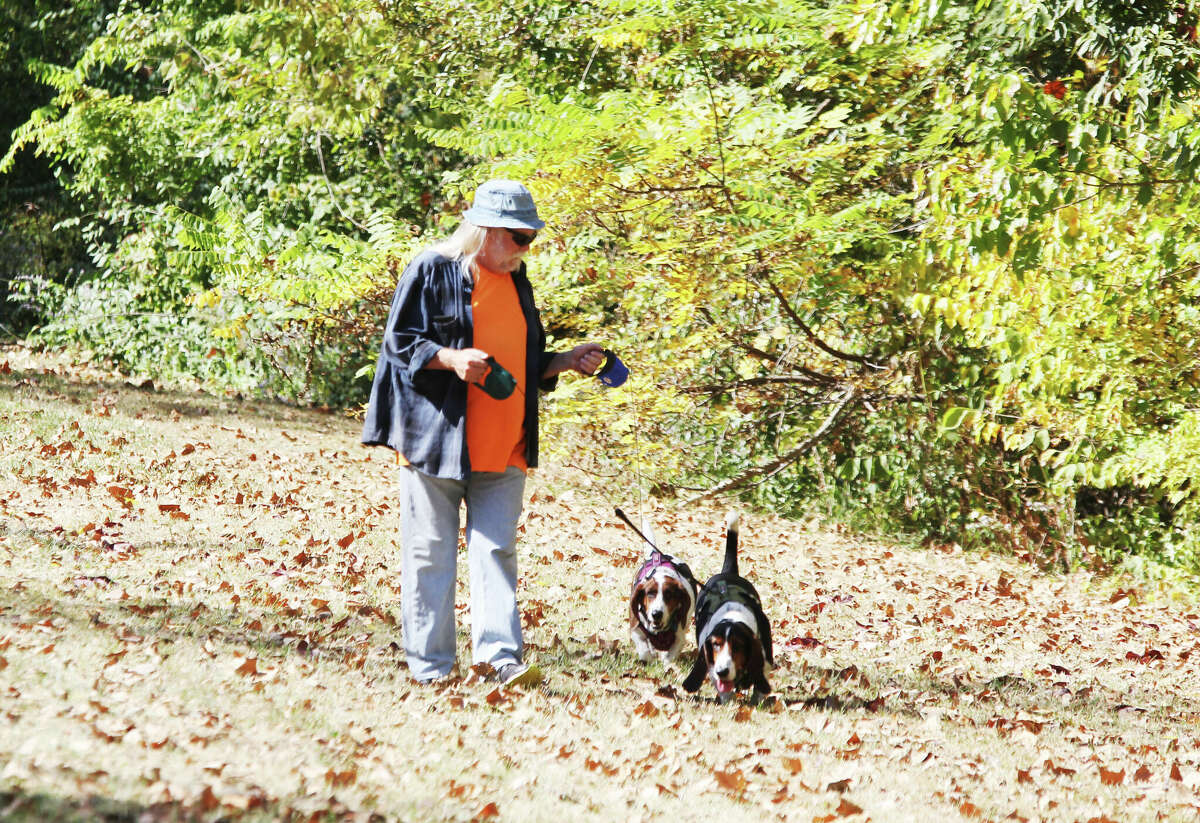 Paul Graves, of Edwardsville, takes his basset hounds Ramona and Archie for a walk Monday along the MCT Quercus Grove Trail near Old Carpenter Road. A sunny day and temperatures in the upper 70s made for good walking weather.