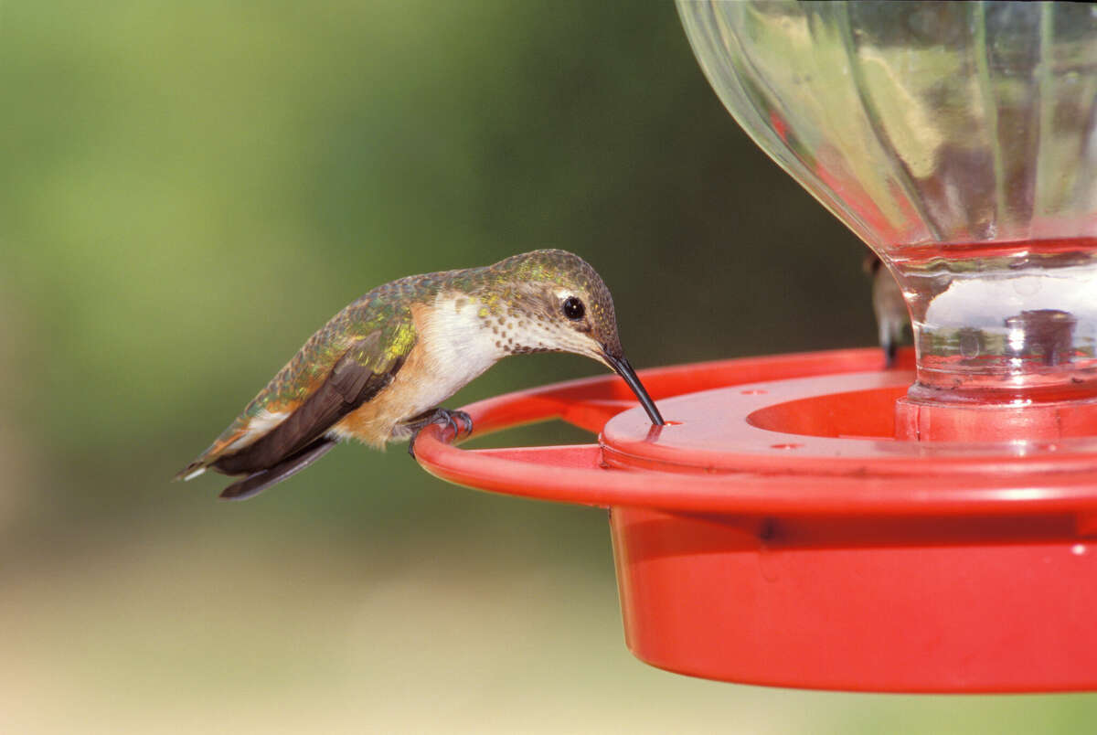 A female black-chinned hummingbird eats at a hummingbird feeder in Bandera, Texas. San Antonio's resident species is preparing for winter migration.