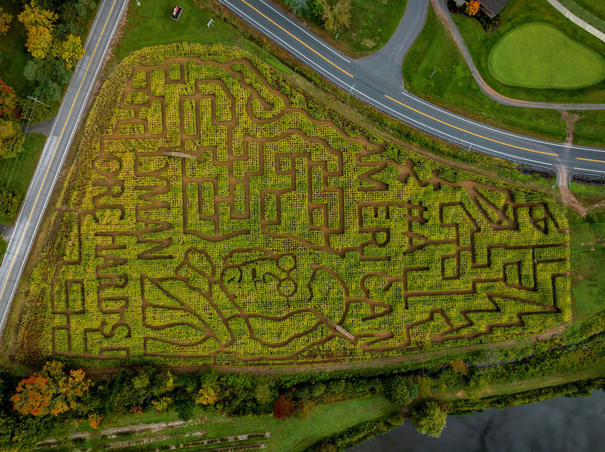 CT corn maze Making a Ben Franklin maze at Lyman Orchards