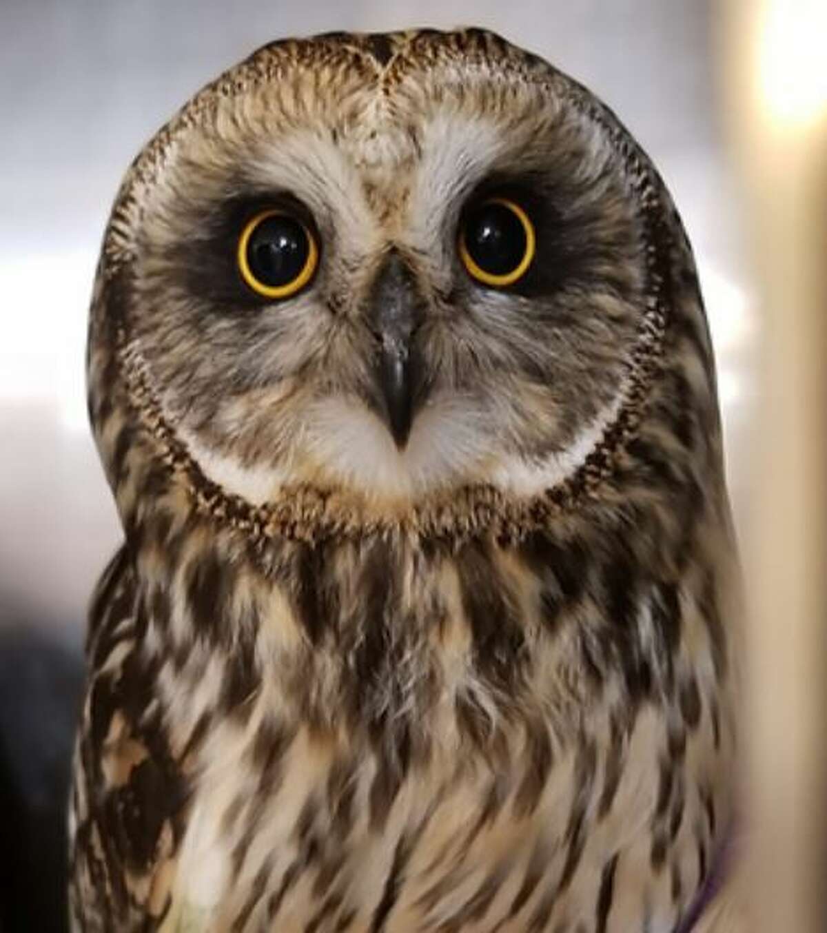TreeHouse Wildlife Center will host its annual Owl Fest, its largest fundraising event of the year, noon to 5 p.m. Oct. 15 and Oct. 16.