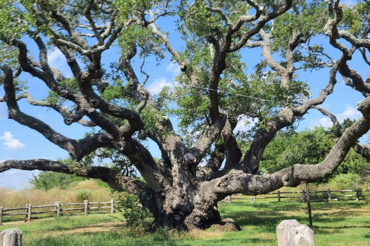 Story photo for Live oaks provide a peek into history.