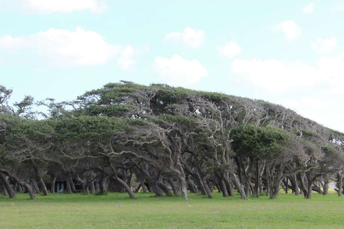 Live oak trees are a piece of Texas history