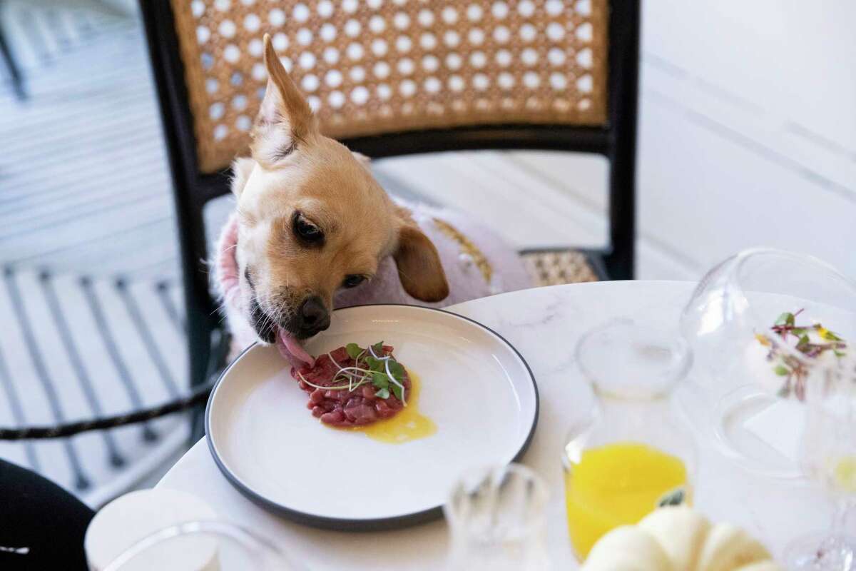 Charity eats steak tartare while visiting Dogue, a new dog food store and cafe, in the Mission District.