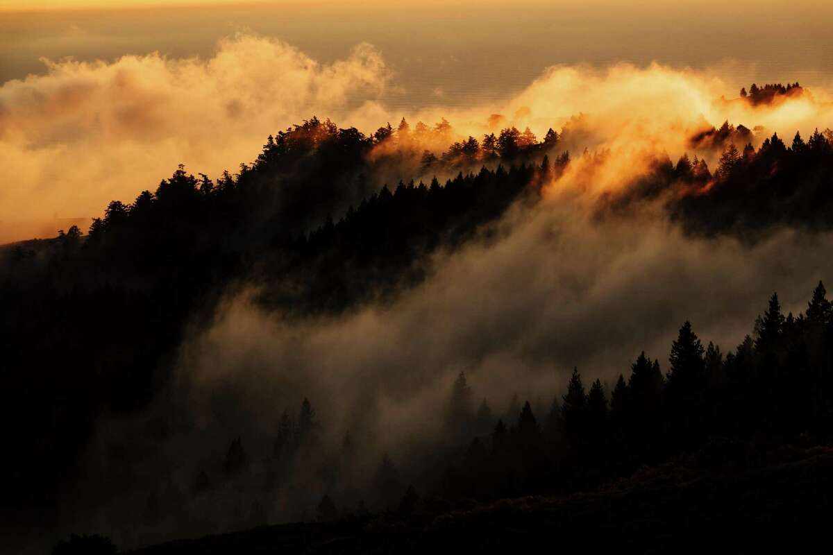 雾在米尔谷Tamalpais山州立公园的山丘上翻滚。