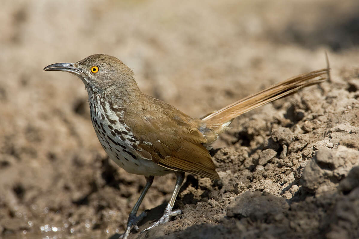 Brown thrasher are a ground-dwelling bird with a ruddy brown back and long ruddy tail.