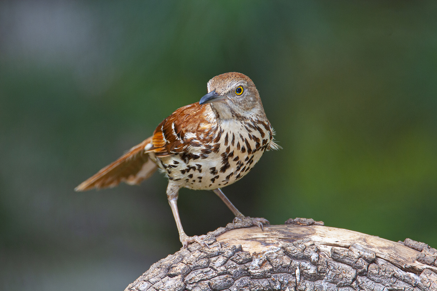 Brown thrasher songbirds bring huge repertoire to Texas for the winter