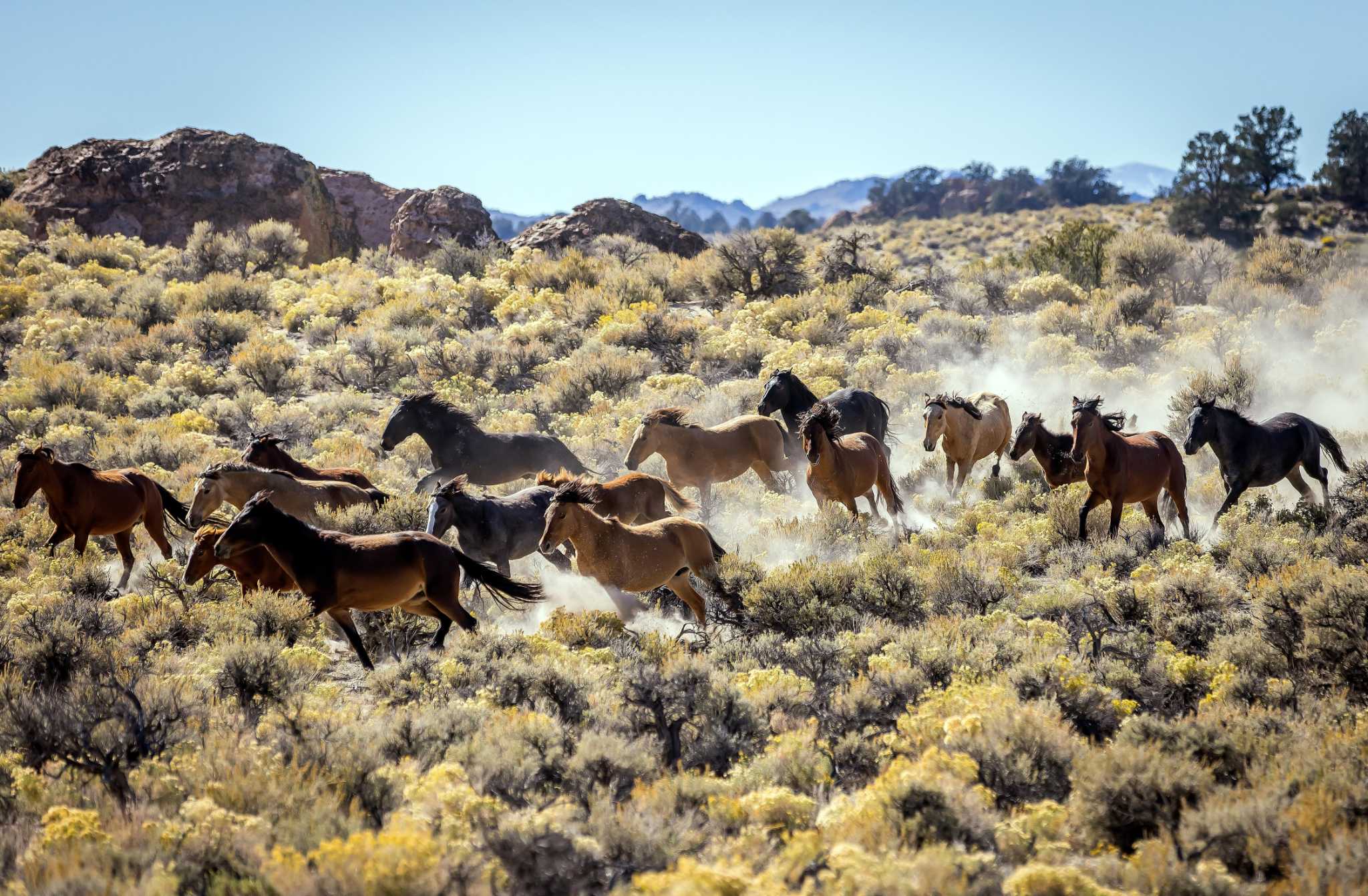 A Herd Of Wild Horses Just Moved Into This Iconic California Destination