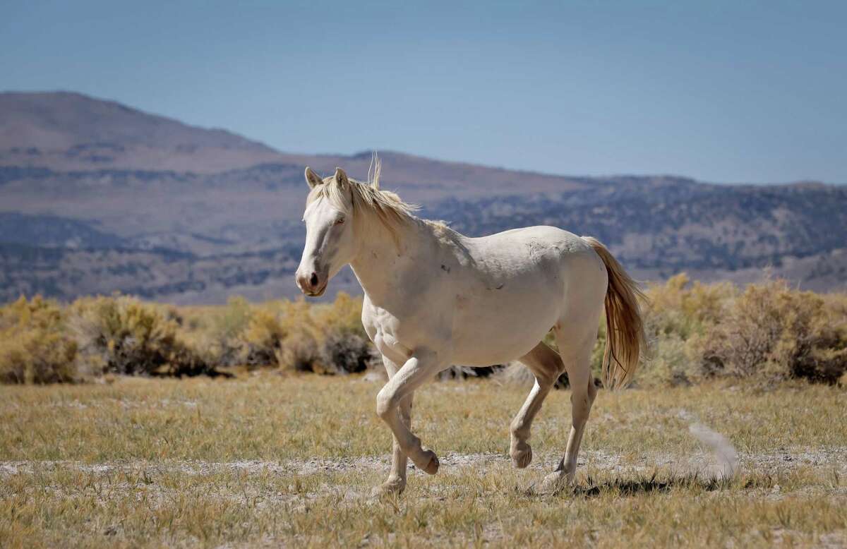 Top of story: A small group of horses runs through brush outside Lee Vining (Mono County). Above: A stallion trots off River Spring Road outside Lee Vining (Mono County).
