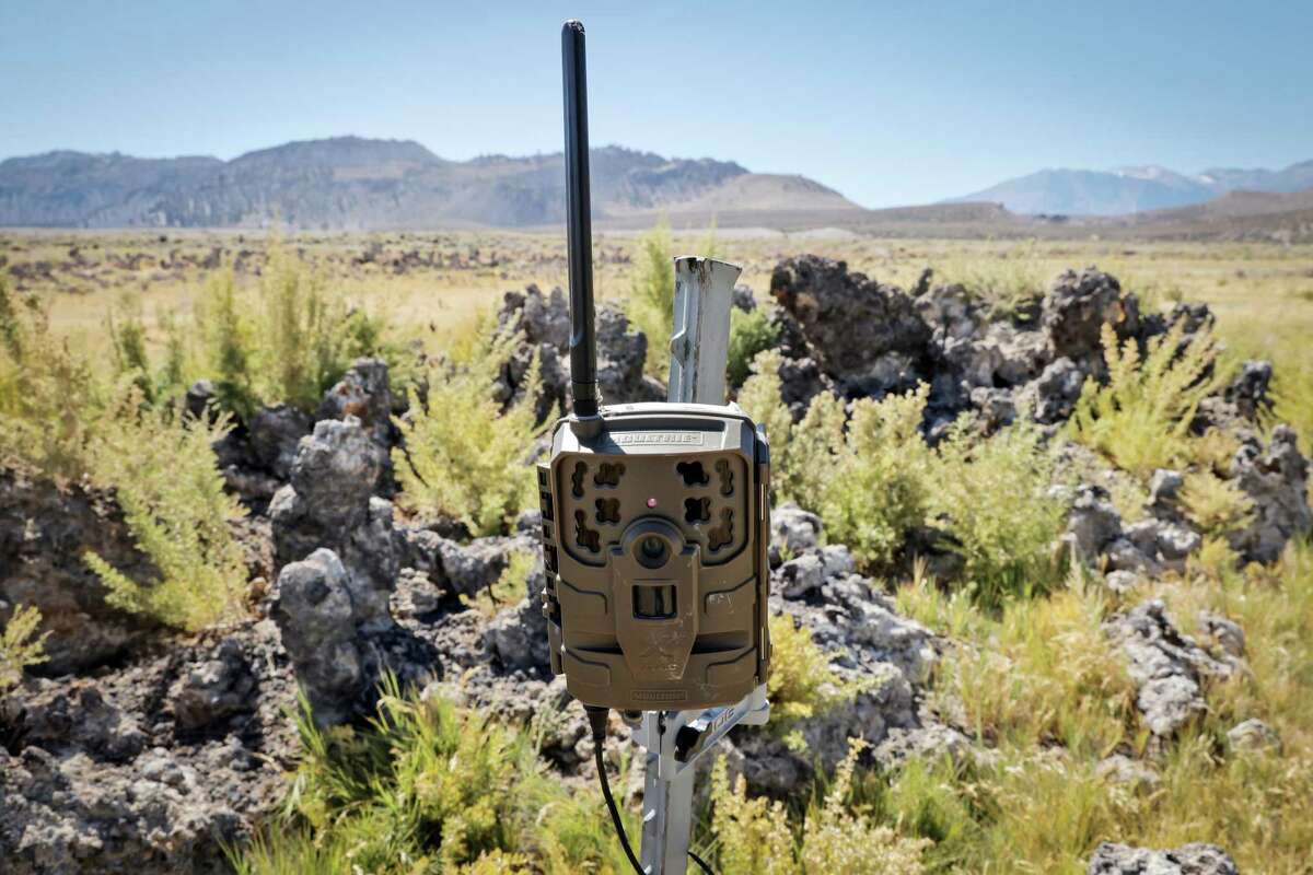 A wildlife camera installed by the Mono Lake Committee monitors wild horses at Mono Lake outside Lee Vining (Mono County).