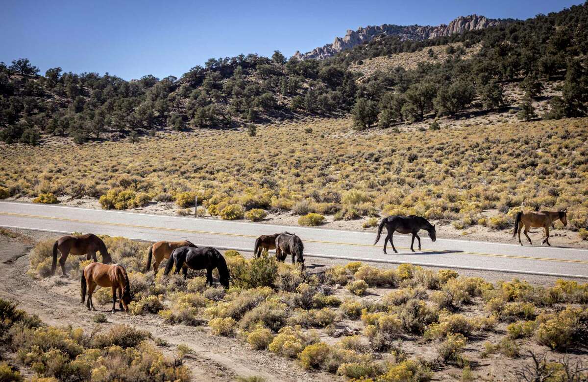 A small herd of wild horses crosses Highway 120 near Mono Lake outside Lee Vining (Mono County). The herd has been expanding westward and is now causing problems in the Lee Vining and Mono Lake areas.
