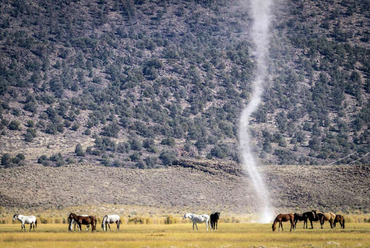 A dust devil spins as a herd of wild horses grazes near River Spring Road outside Lee Vining in Mono County.