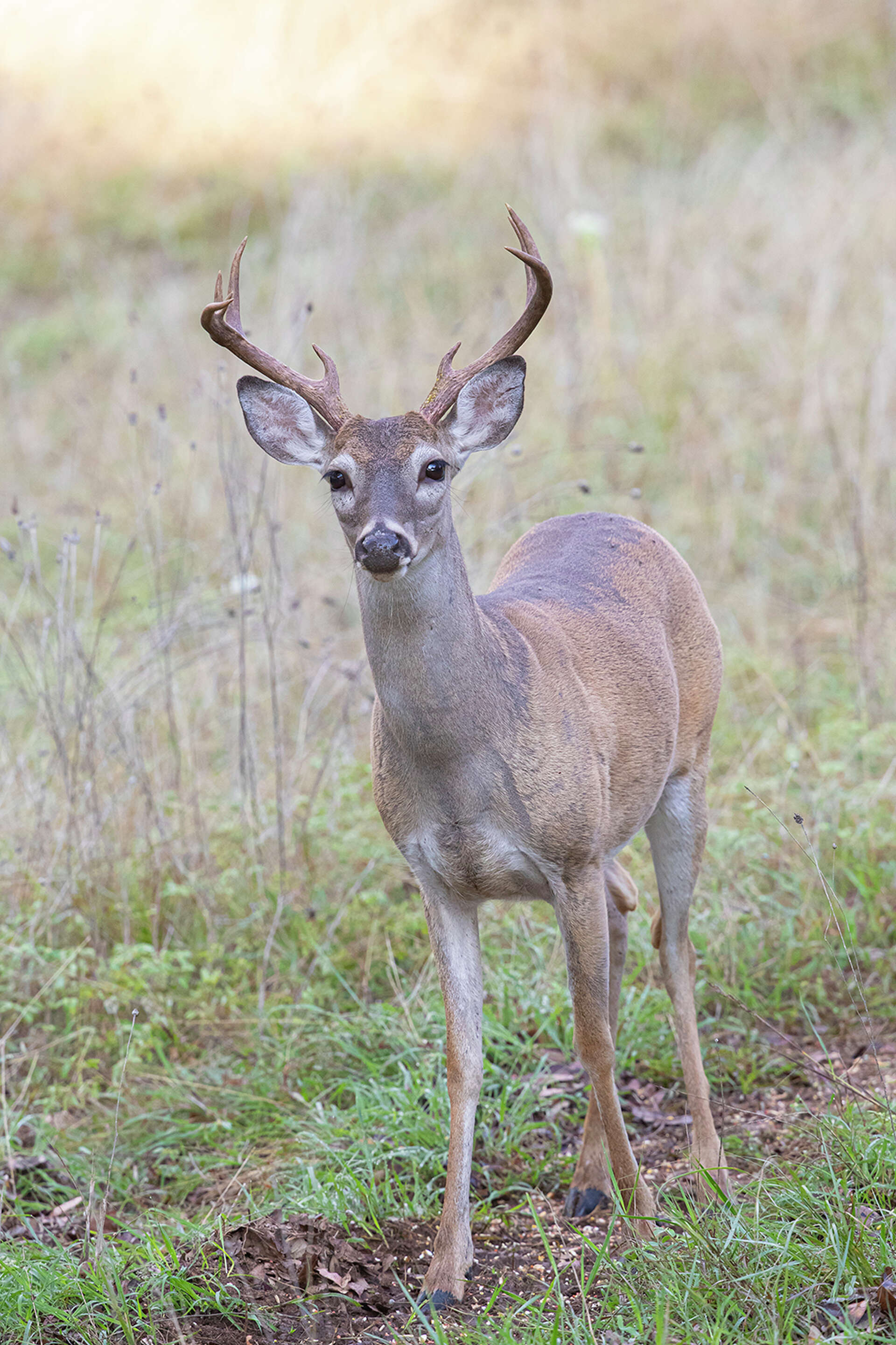 White-tailed deer are active and rutting in fall