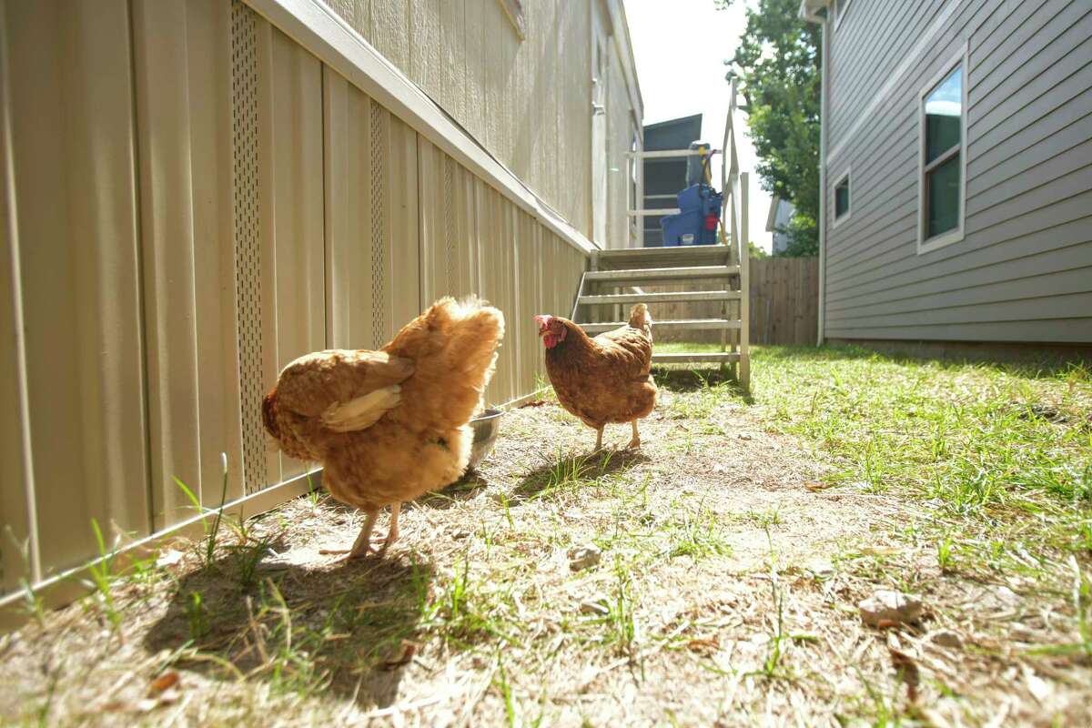 Chickens that residents are raising walk in a fenced-off area at the temporary shelter being used by Covenant House Wednesday, Oct. 12, 2022 in Houston.