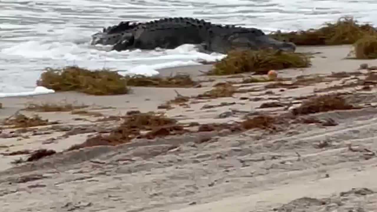 WATCH: Massive gator captured in the waves of Florida beach