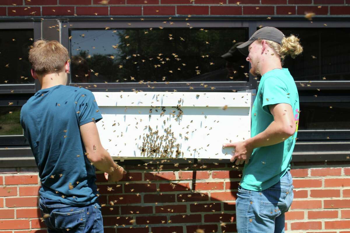 Amongst a flurry of bees, Blackburn students Logan Ullrich and Dade Bradley attach the custom-designed, student-built observation hive to a window in the science building.