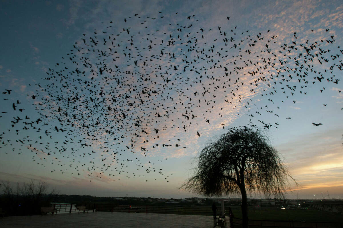 A large concentration of birds migrating to warmer temperatures here in Texas will be flying over Austin, San Antonio and the Hill Country. 