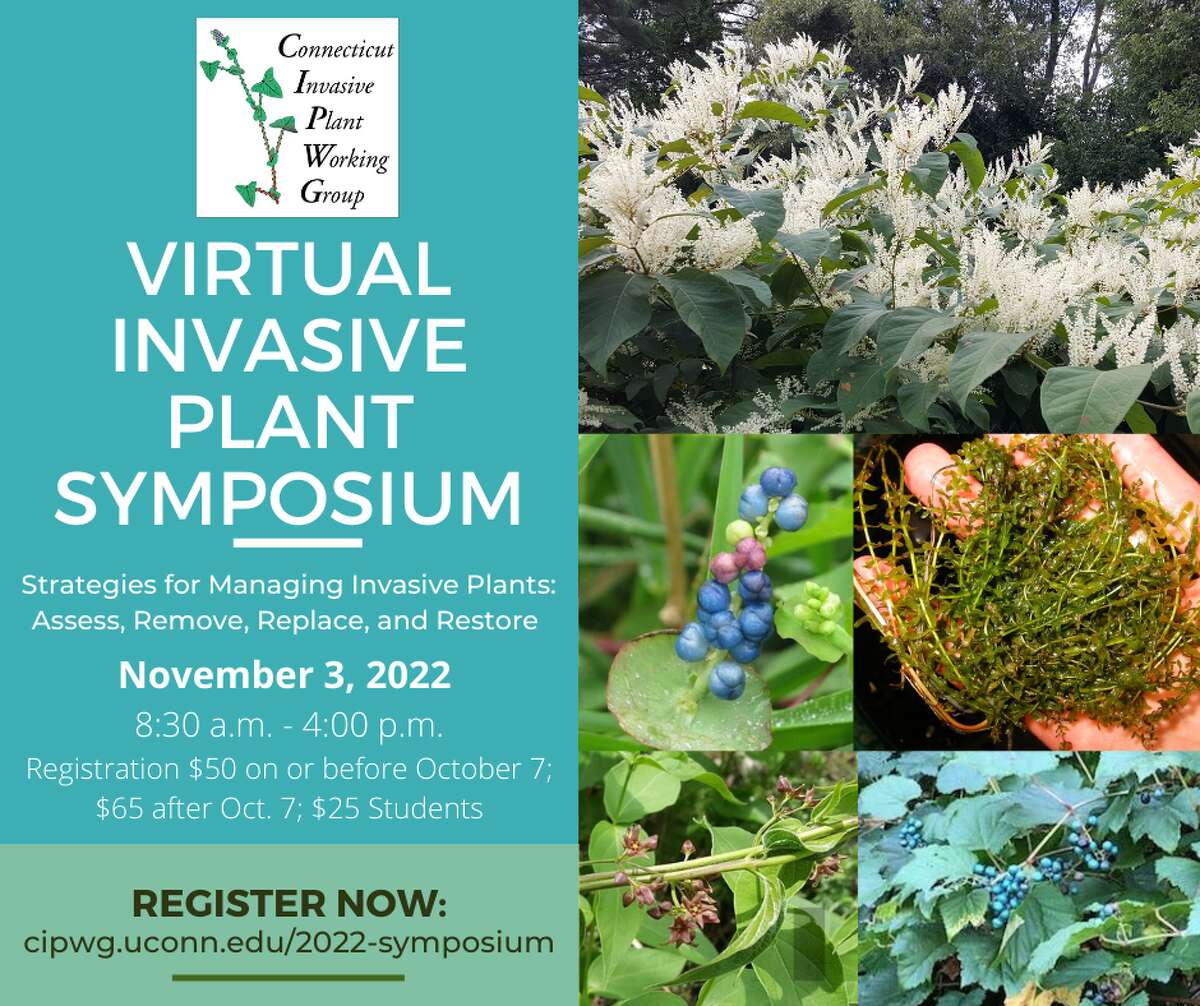 The Connecticut Invasive Plant Working Group is holding a virtual Invasive Plant Symposium Nov. 3. 