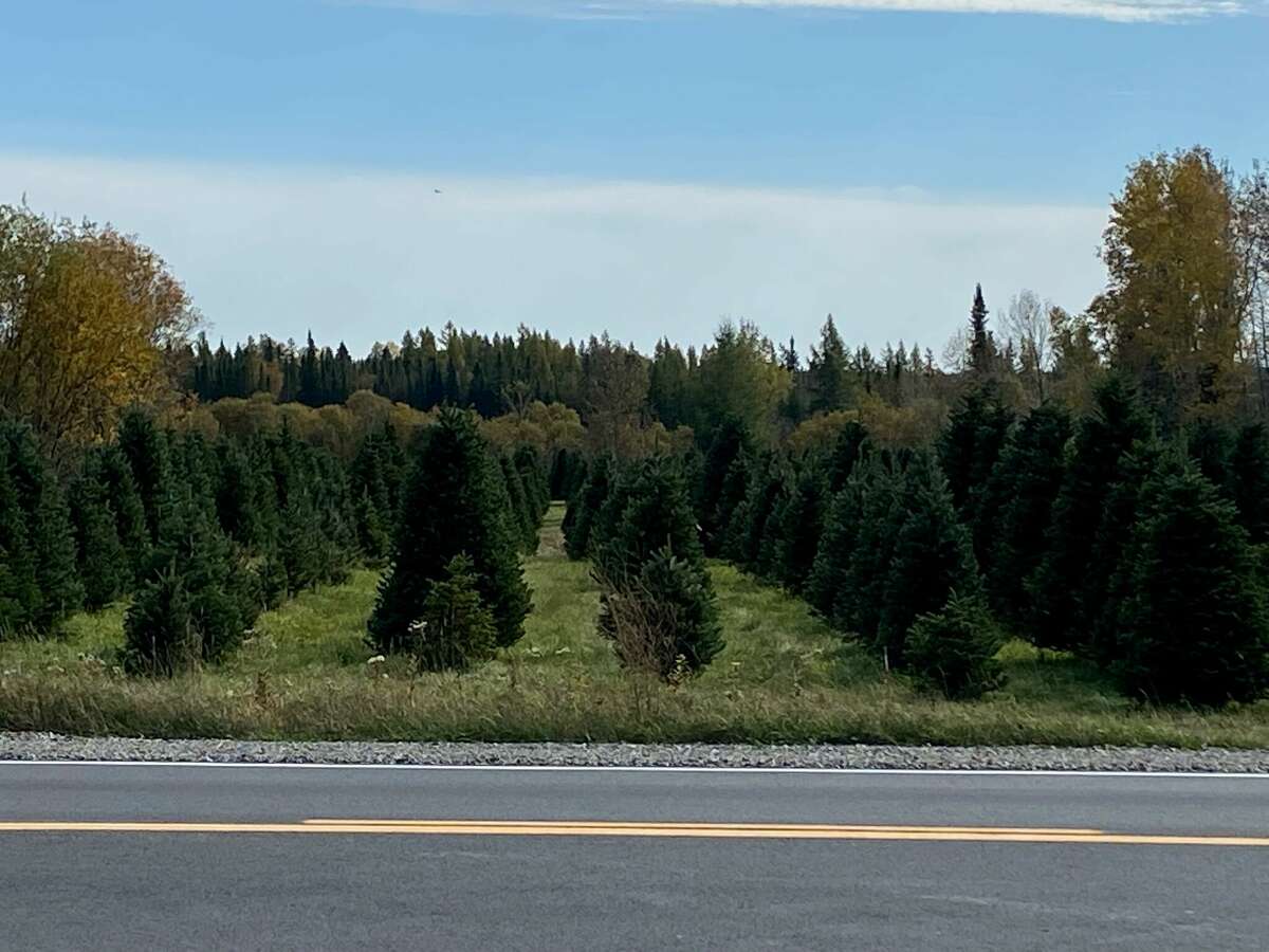 Christmas trees to be sold at The Sundae House again