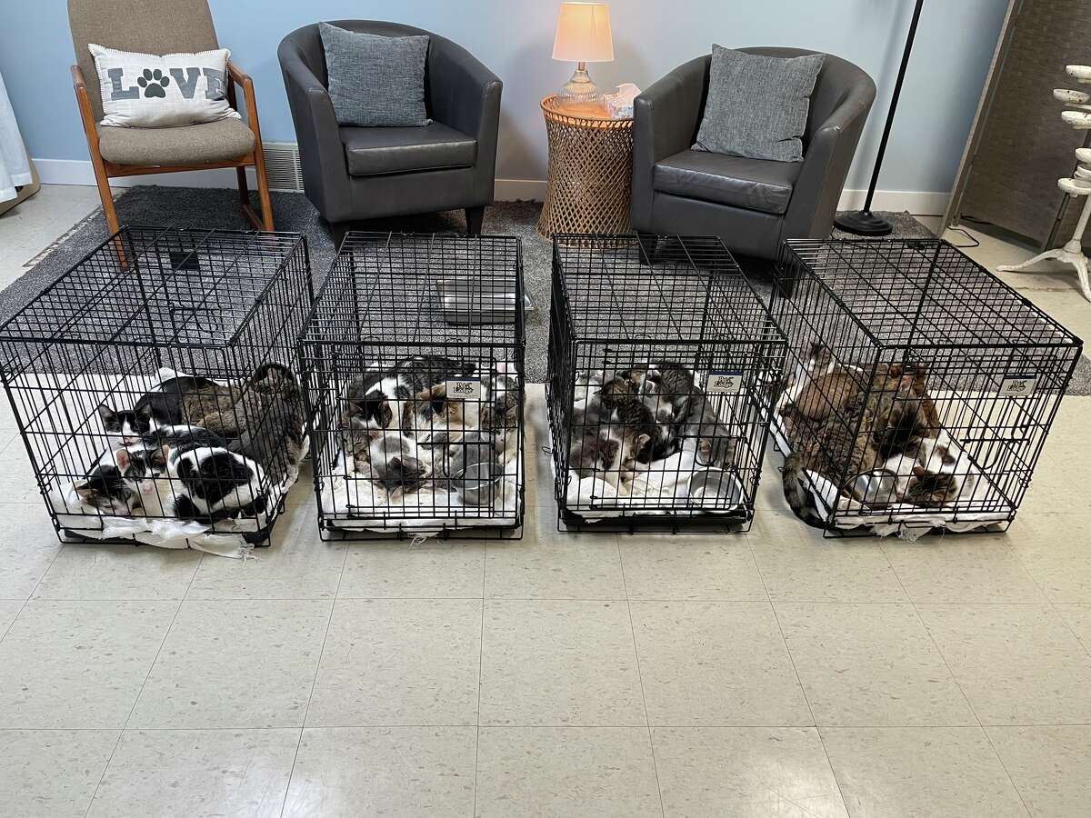 The Leelanau County Sheriff's Office said 29 cats were dropped off at an animal hospital in Leelanau County, some of which were cared for by Community Cats. 