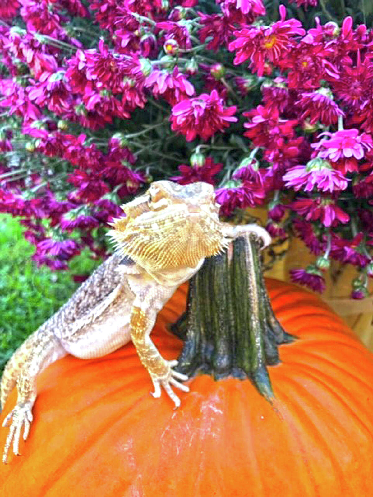A bearded dragon takes ownership of a pumpkin in a Pleasant Plains yard.