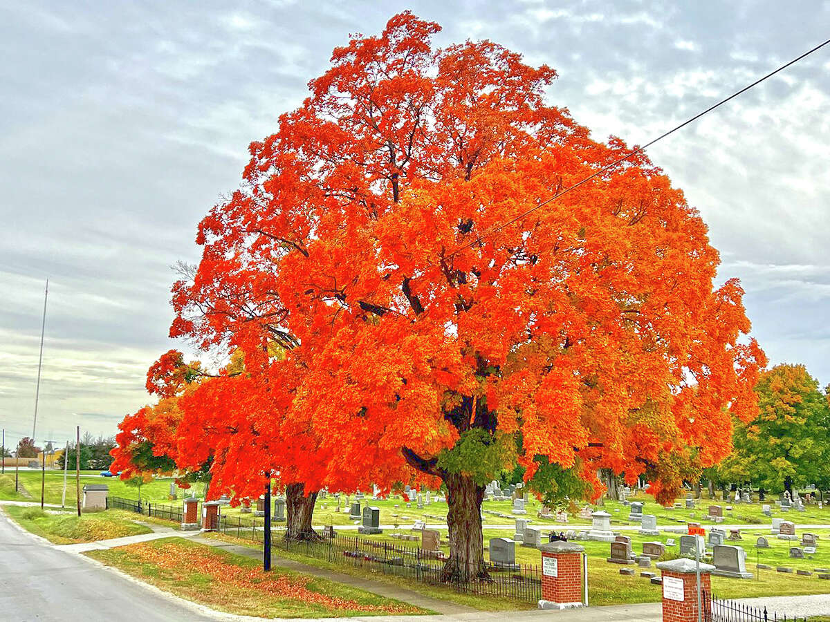Hard maple trees at Franklin Cemetery cast their fall beauty for the community.