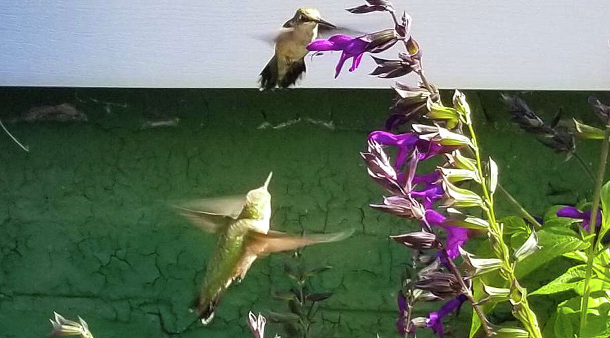 Hummingbirds gather nectar from a flower.