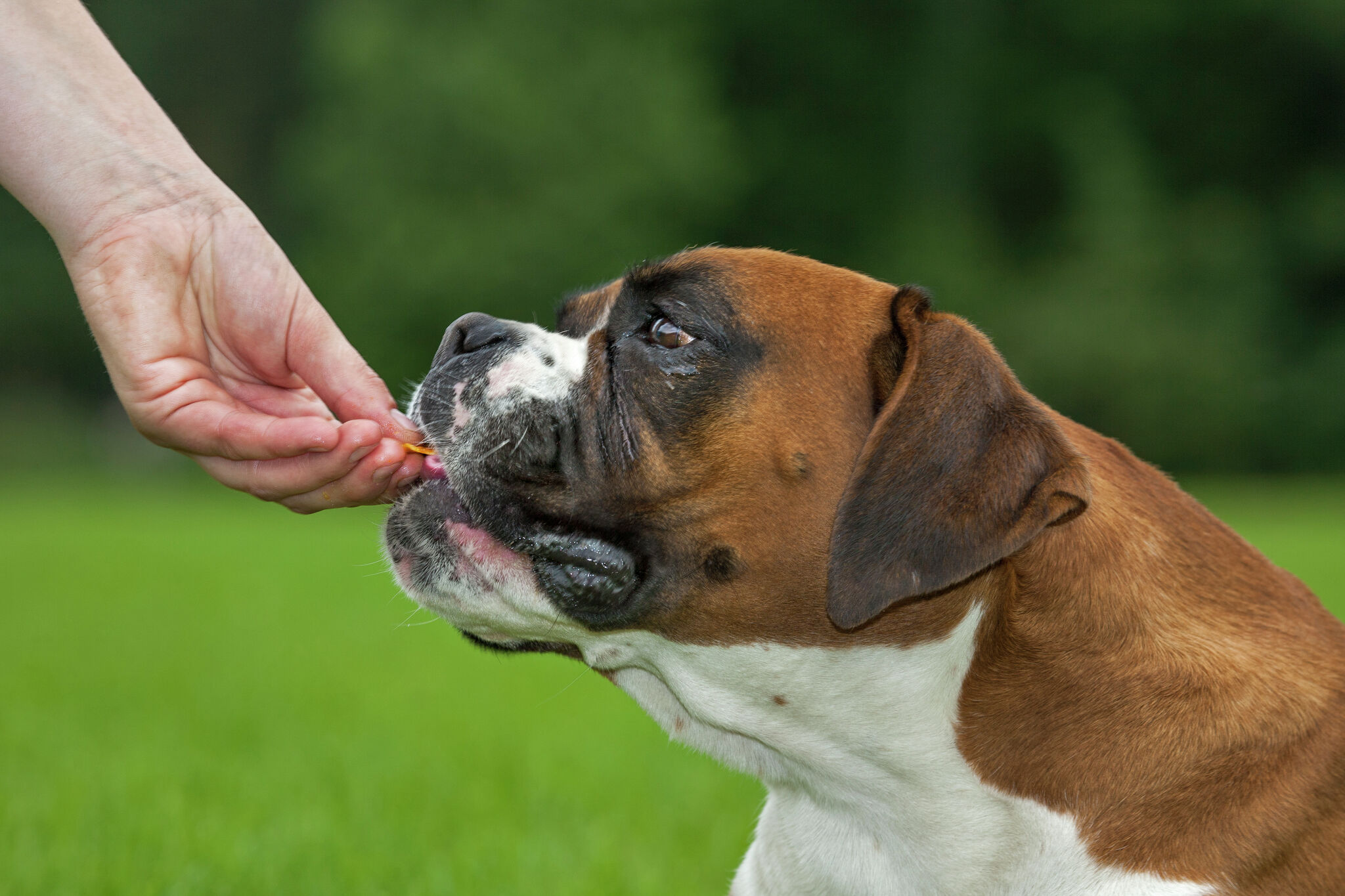 how-to-train-a-dog-to-come-with-a-treat-and-a-bell