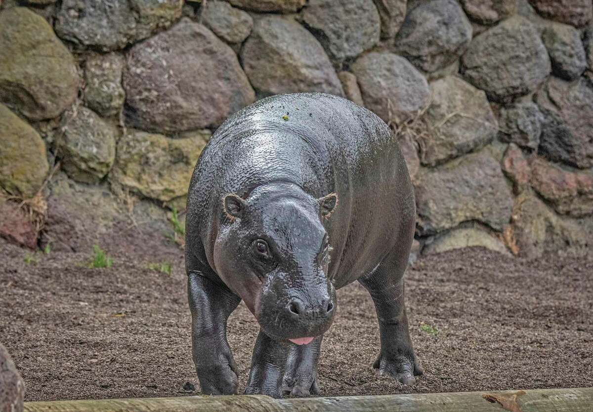 旧金山动物园新添了一只名叫乌多的侏儒河马，这是自2004年以来第一只以动物园为家的河马。