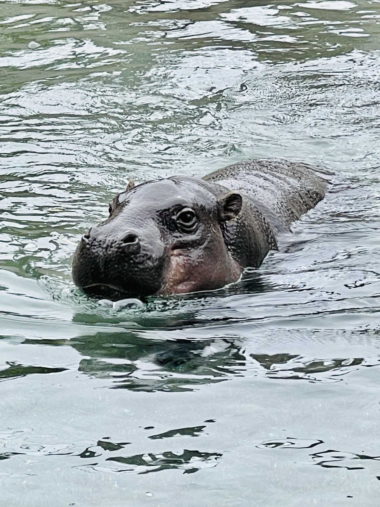 S.F. Zoo has a new pygmy hippo named Udo and visitors are delighted