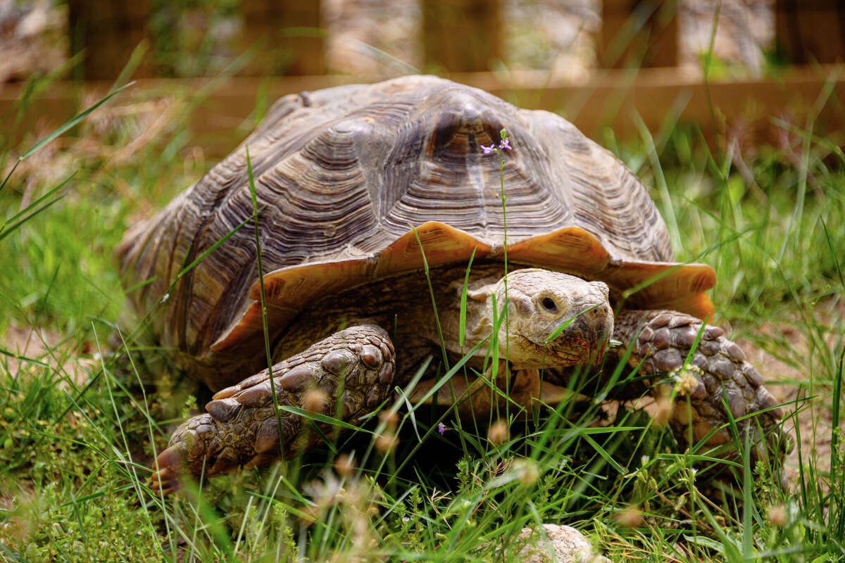 Humphrey, une tortue géante sulcata, réside dans le magasin de fleurs près d'Alison Sloan, Ashley Park.