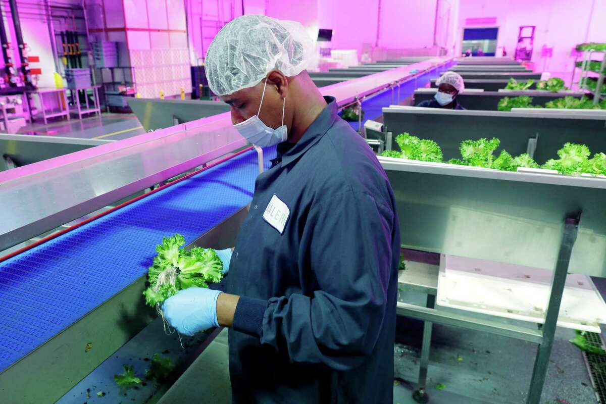 Kalera's vertical farm in Houston is part of growing high-tech ...