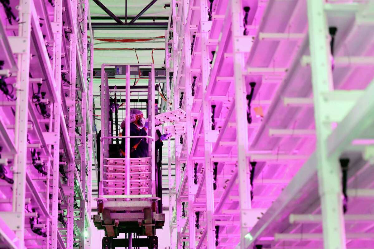 Reginald Knight uses a lift to place trays of lettuce seedlings into the growing towers for their month long growing cycle at the Kalera vertical farming facility Tuesday, Sept. 20, 2022 in Humble, TX.