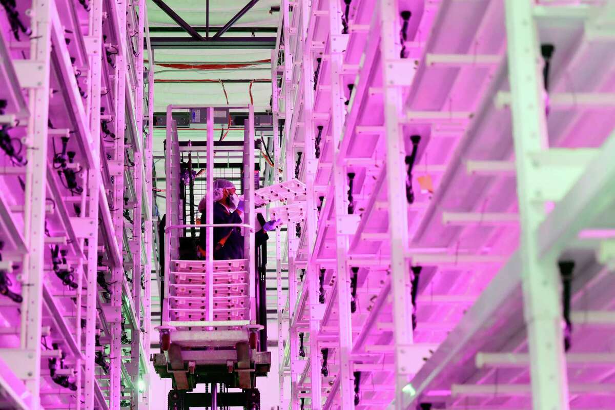 Story photo for How vertical farms are a gamechanger for produce in Houston.