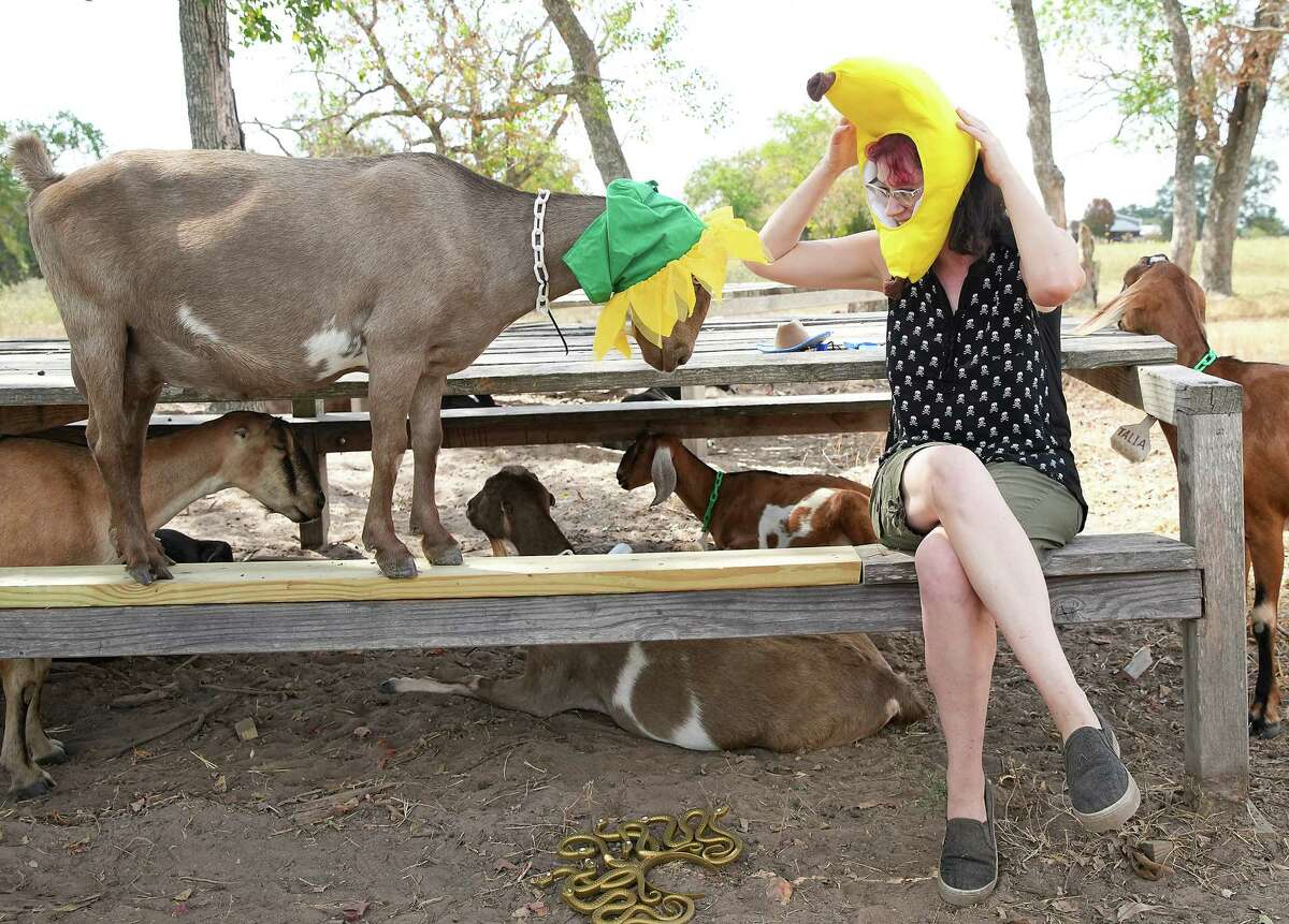 Lisa Seger sports a banana head costume to joke around with her goats while dressing them in Halloween costumes at Blue Heron Farms on Sunday, Oct. 16, 2022 in Waller. The farm is having a special Halloween tour on Oct. 30, to give people an opportunity to meet the goats.