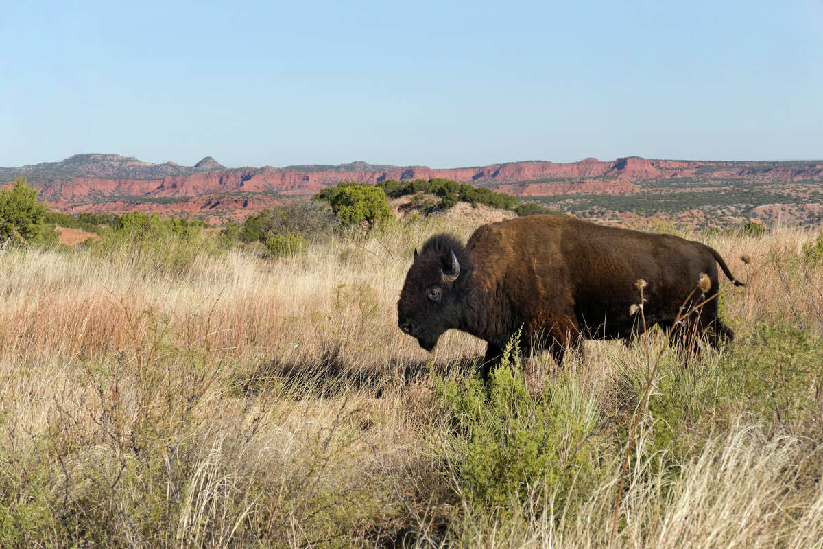 Caprock Canyons State Park is home to the Texas State Bison Herd. Bison roam over 10,000 acres in the park.