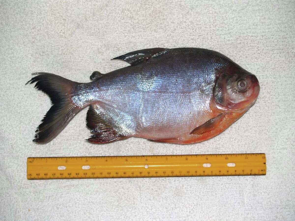 This juvenile red-bellied pacu looks like a red bellied piranha.