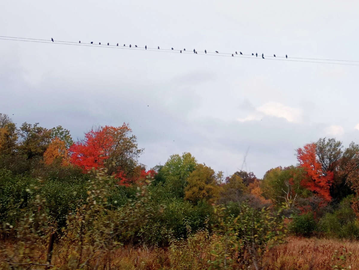 Birds line a telephone wire overlooking colorful fields in Luther. 