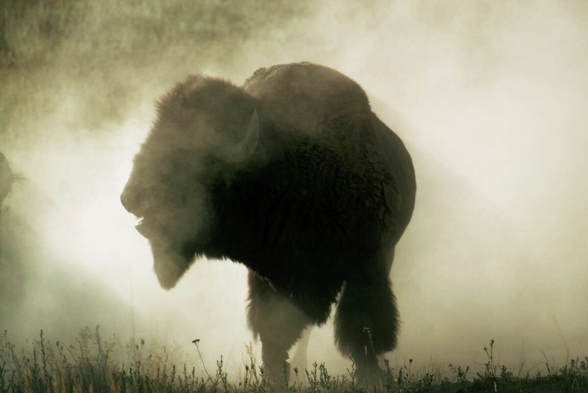 A male bison kicks up dust in a Montana field, during a fight for dominance over other males.