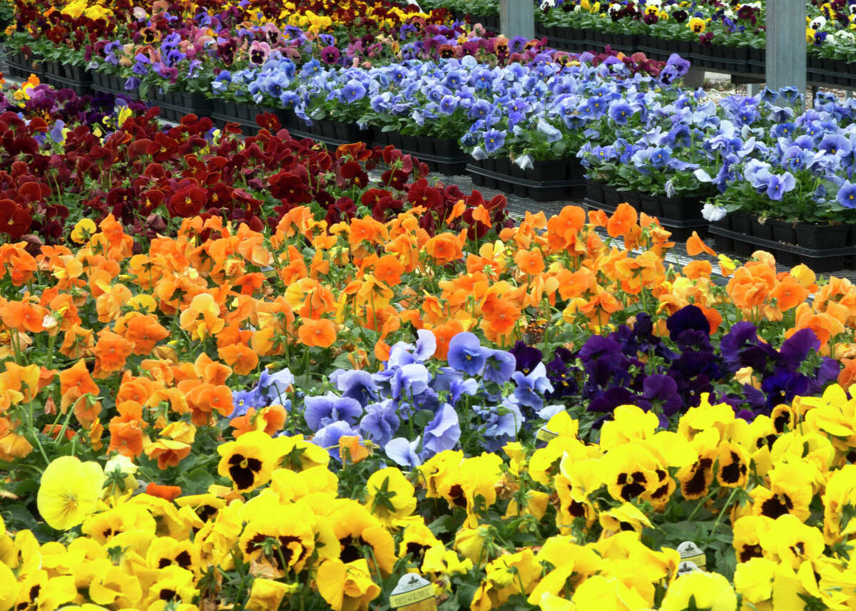 Nurseries are well-stocked with pansies, which can provide colorful blankets to the landscapes.