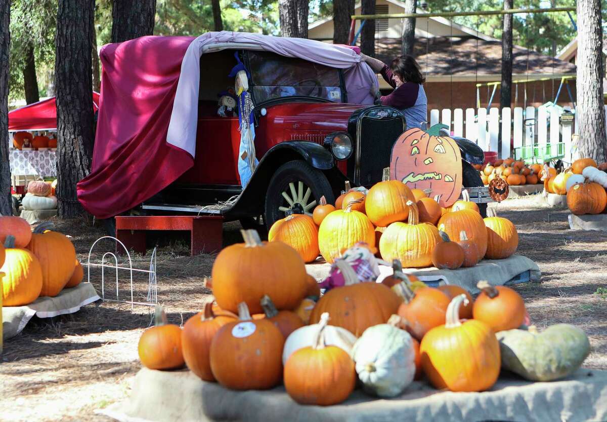 Amy Lacey uncovers a classic car as she prepares to open First Christian Church’s annual pumpkin patch for the afternoon, Tuesday, Oct. 18, 2022, in Conroe. The patch will be open through the end of the month. 