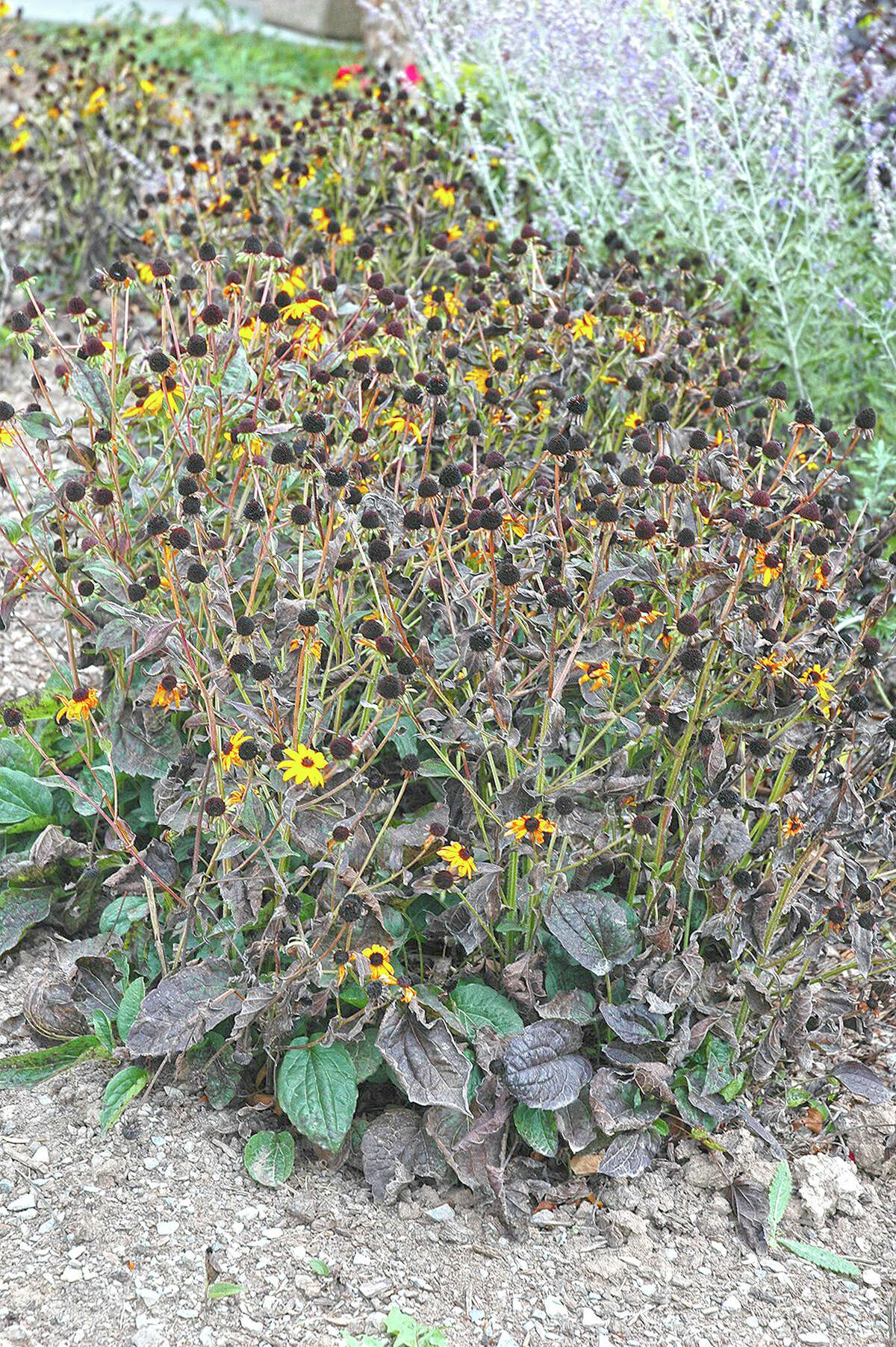 The seed heads of rudbeckia attract seed-eating songbirds to the winter garden.