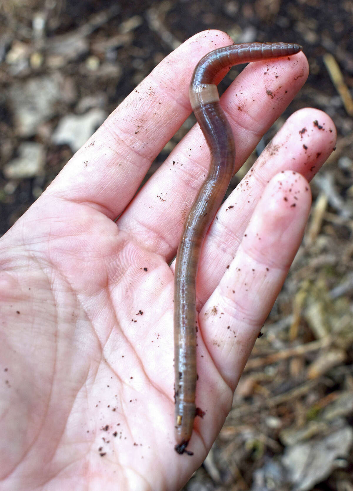 Asian jumping worms are distinguished from other earthworms by the presence of a creamy gray or white band encircling its body.