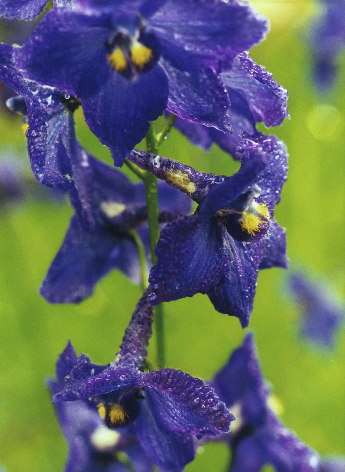 Plant larkspur, Concolida regalis, seeds in fall for spring blooms.