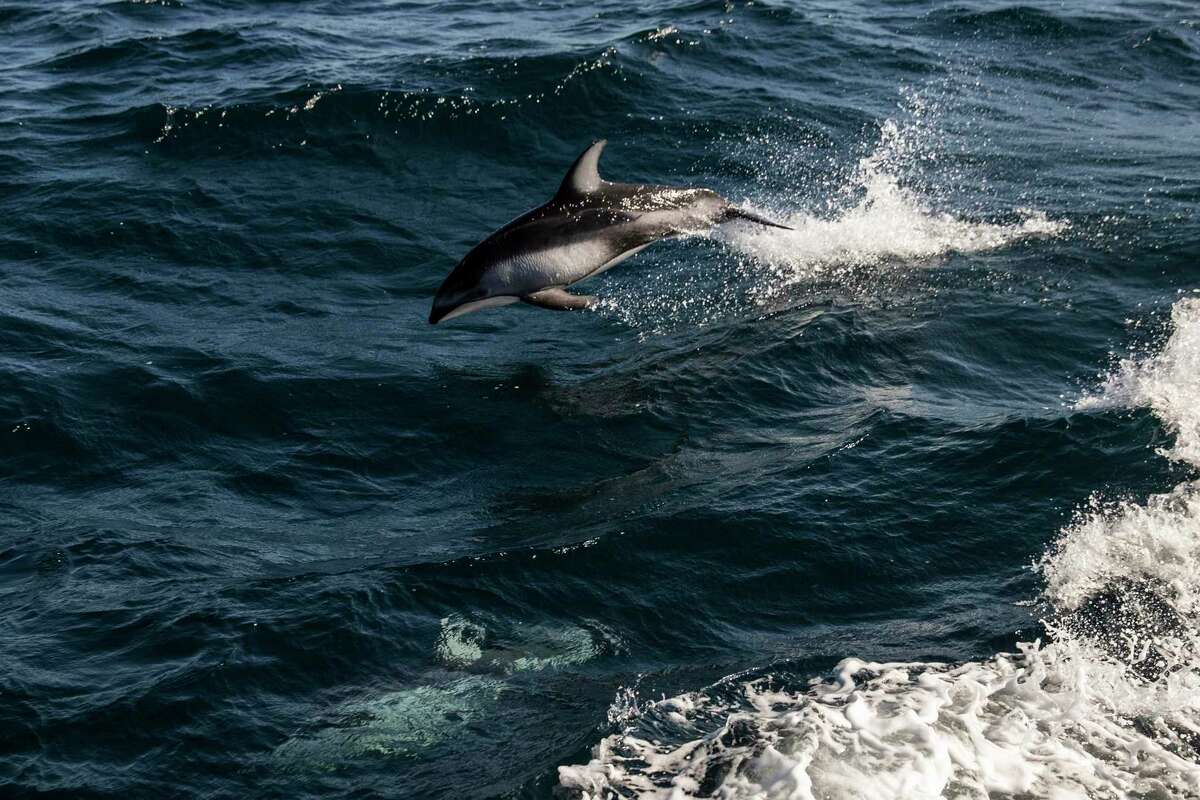 在旧金山海岸外的大法拉隆国家海洋保护区，一只太平洋白边海豚跃出水面。