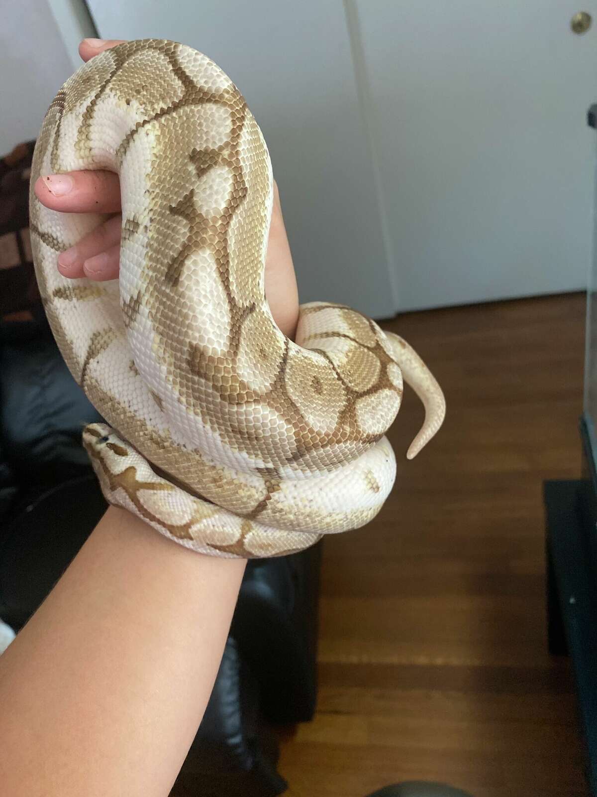Men tried to steal a python at gunpoint, Houston police allege