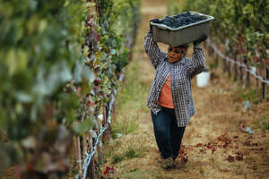 Federal investigation reveals tension across California vineyards over visa program for farmworkers