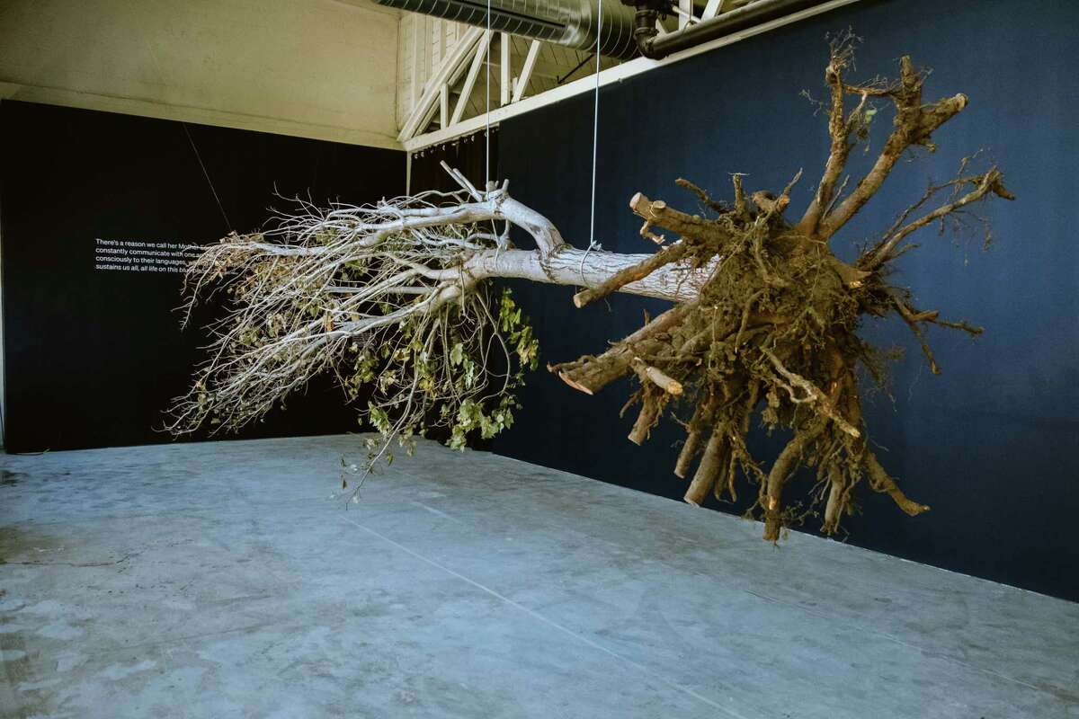 A tree hangs at the new Institute of Contemporary Art San Francisco is opening to the public on Oct. 1 with the show "This Burning World" by artist Jeffrey Gibson in San Francisco, Calif., on Wednesday, Sept. 28th, 2022.