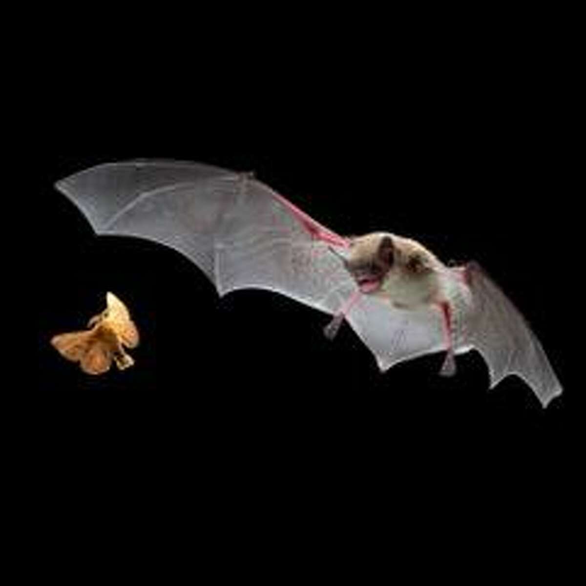 There are 1450-plus species world wild, but most people know little about them. Because bats are nocturnal, people tend to think of them as evil demons lurking in the night that drink your blood, carry diseases such as rabies, and scoop down to bite you and get in your hair. In reality, bats contract rabies far less than other animals. Less than half of 1 percent of all bats may contract the disease.