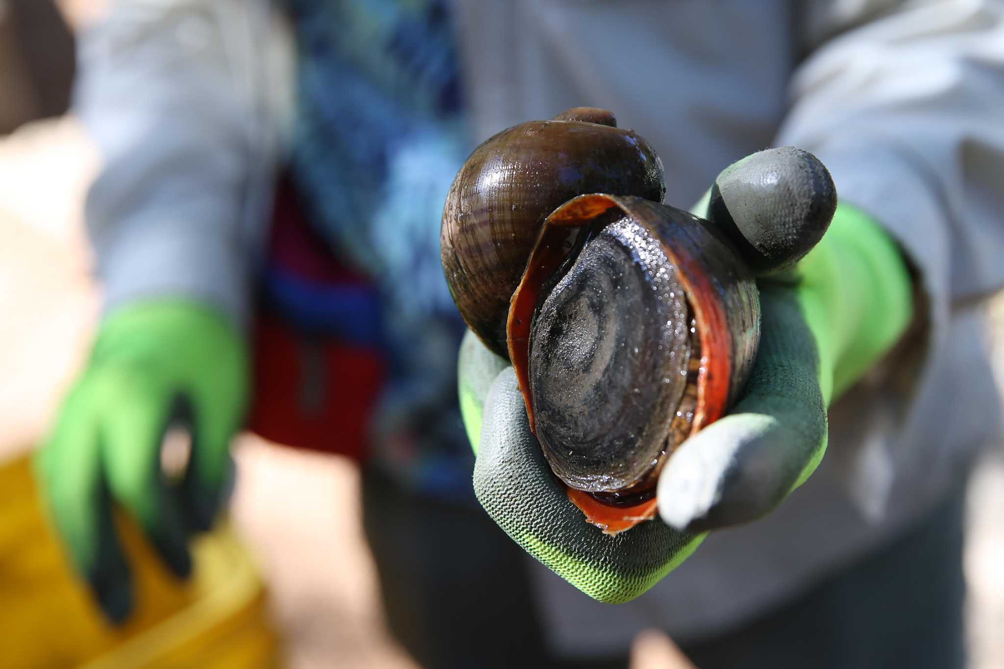 ‘Warriors’ target invasive apple snails in San Antonio River