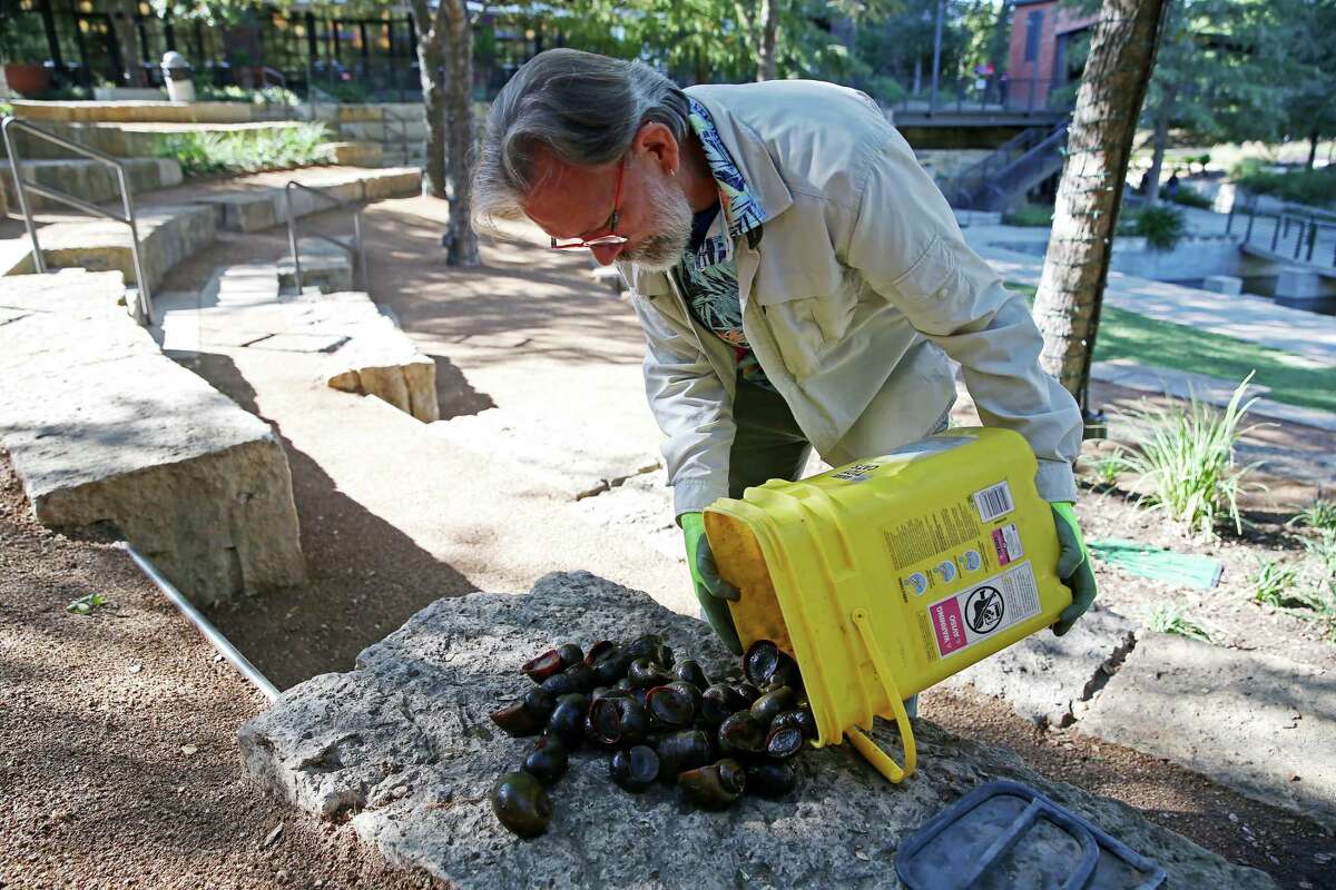 San Antonio River Authority volunteer David Mullins shows a haul of apple snails he collected along the River Walk on Thursday. The invasive species from South America can wreak havoc on the river ecosystem. Volunteers like Mullins undergo training before they are allowed to capture the snails and their egg sacks. Carrying various parasites that can be harmful to humans, the snails must be handled with gloves.